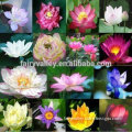 High Sprouting Rate Black Lotus Seed Water Lily seeds For Growing Beautiful Lotus Flowers